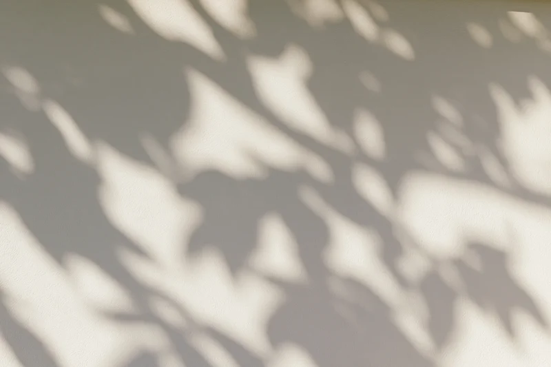Dappled shadows of leaves and branches cast across a smooth plaster wall
