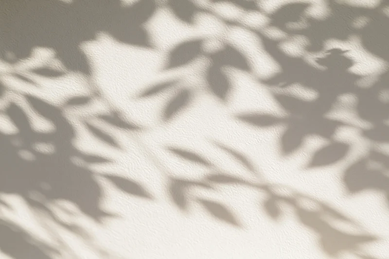 Dappled leaf and branch shadows cast across a smooth plaster wall
