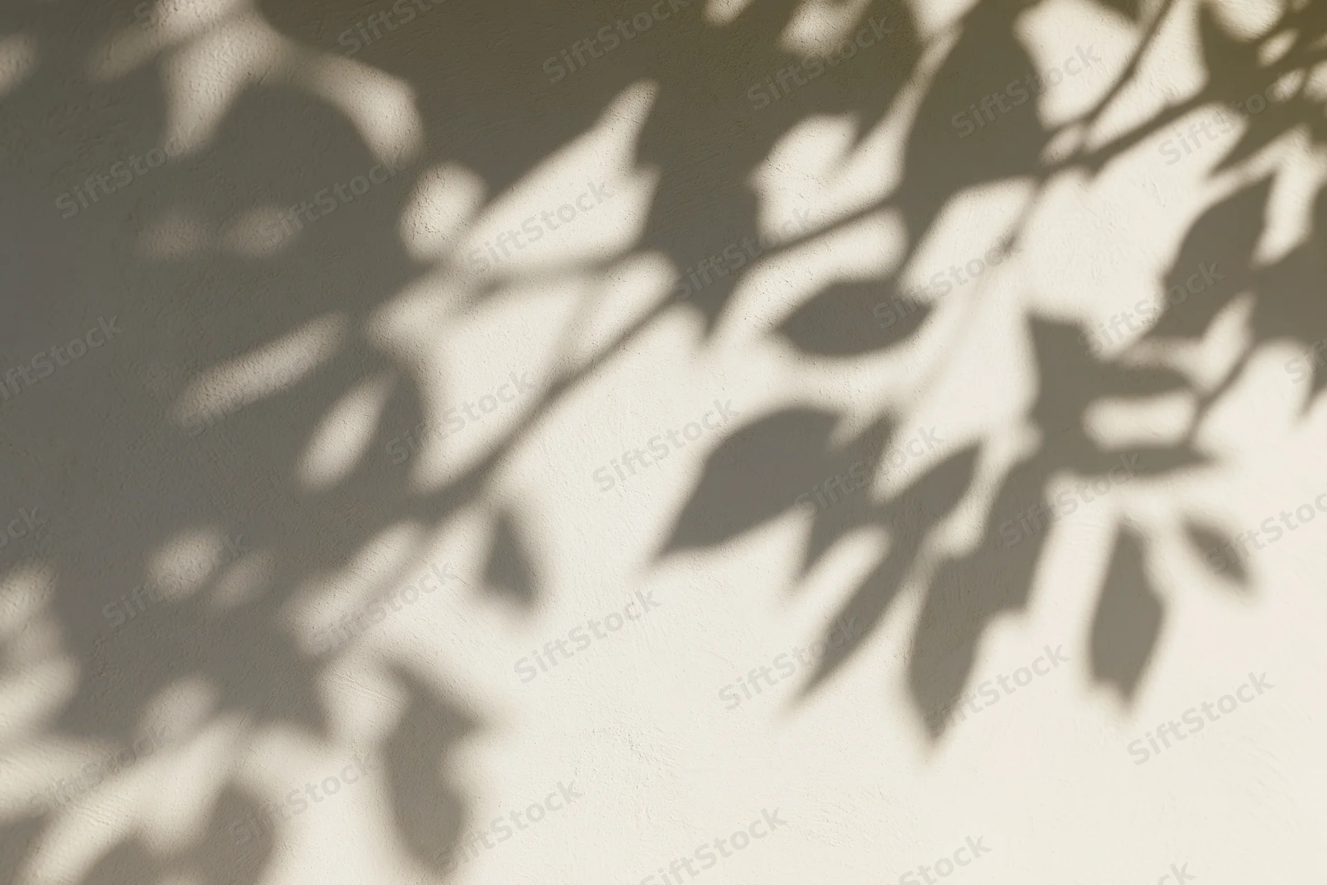 Dappled shadows of leaves and branches on a smooth plaster wall