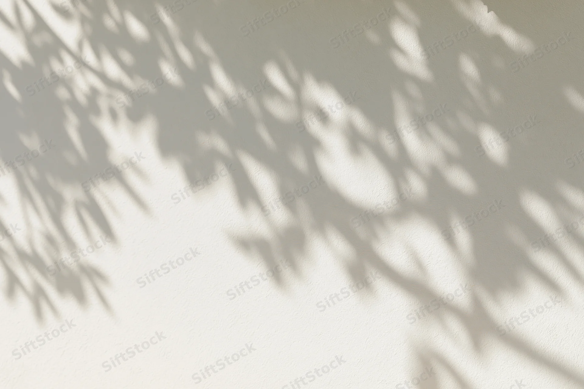Dappled shadows of leaves and branches on a smooth plaster wall