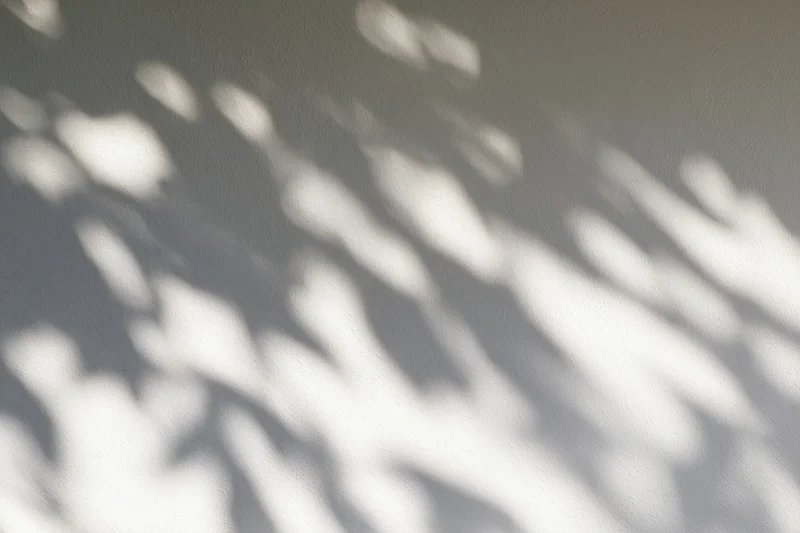 Dappled leaf shadows cast across a plain light grey plaster wall
