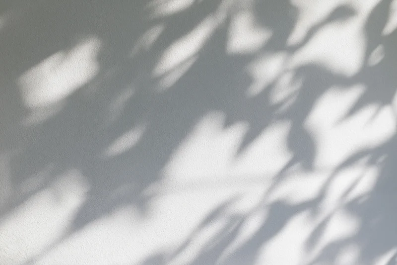 Dappled leaf shadows cast across a plain light grey plaster wall