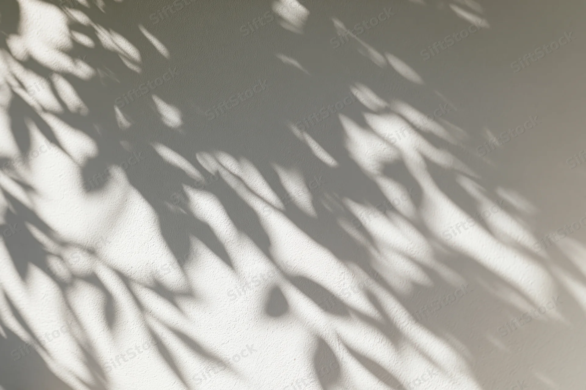 Dappled leaf shadows cast across a light grey plaster wall