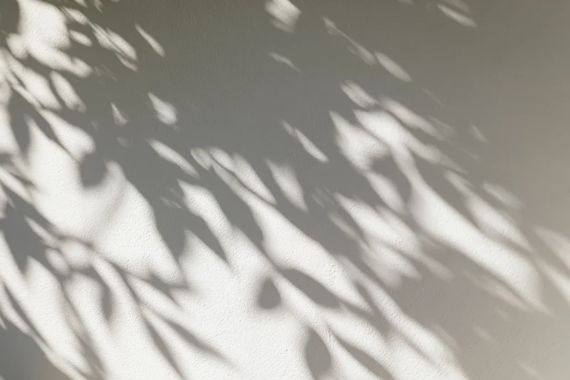Dappled leaf shadows cast across a light grey plaster wall