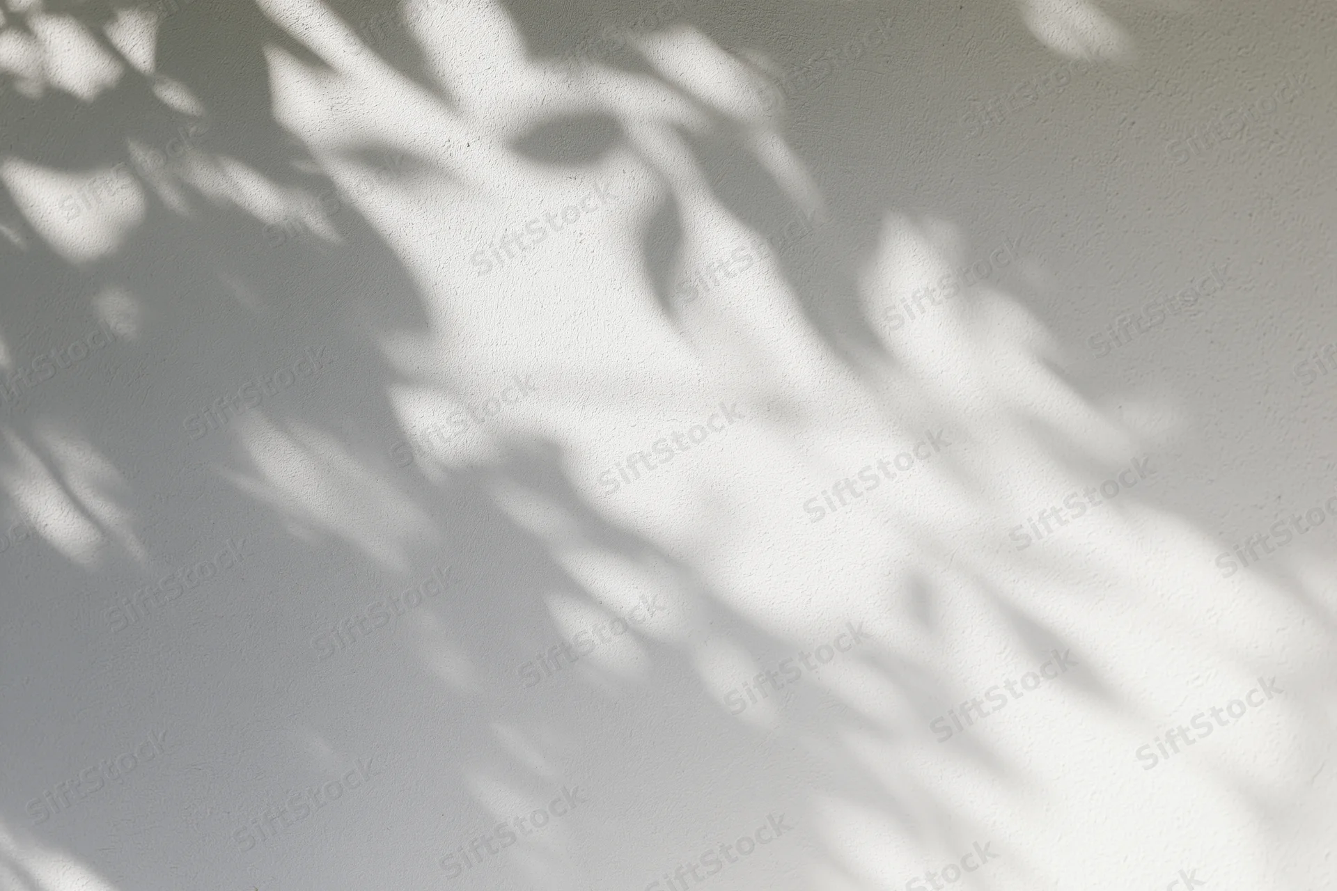 Dappled leaf shadows cast across a plain light grey plaster wall