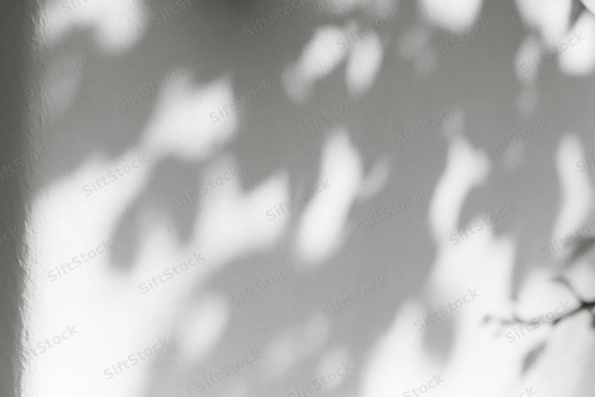 Dappled leaf shadows cast across a white plaster wall in soft sunlight