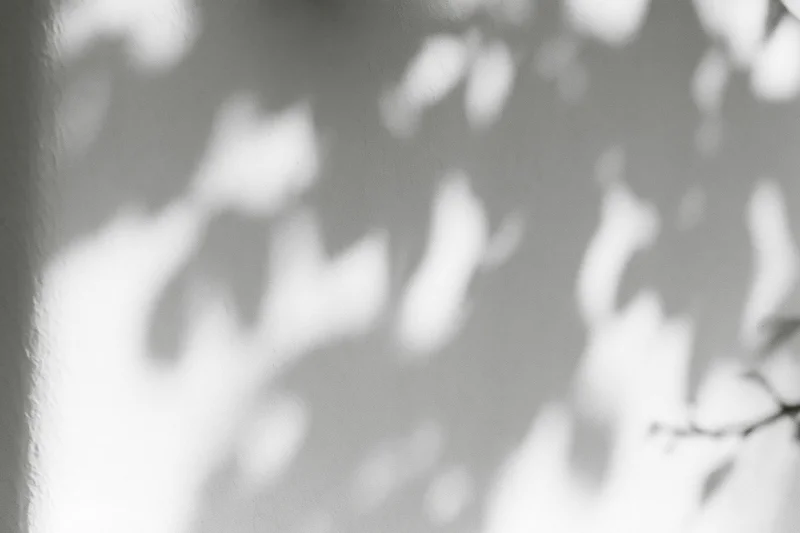 Dappled leaf shadows cast across a white plaster wall in soft sunlight