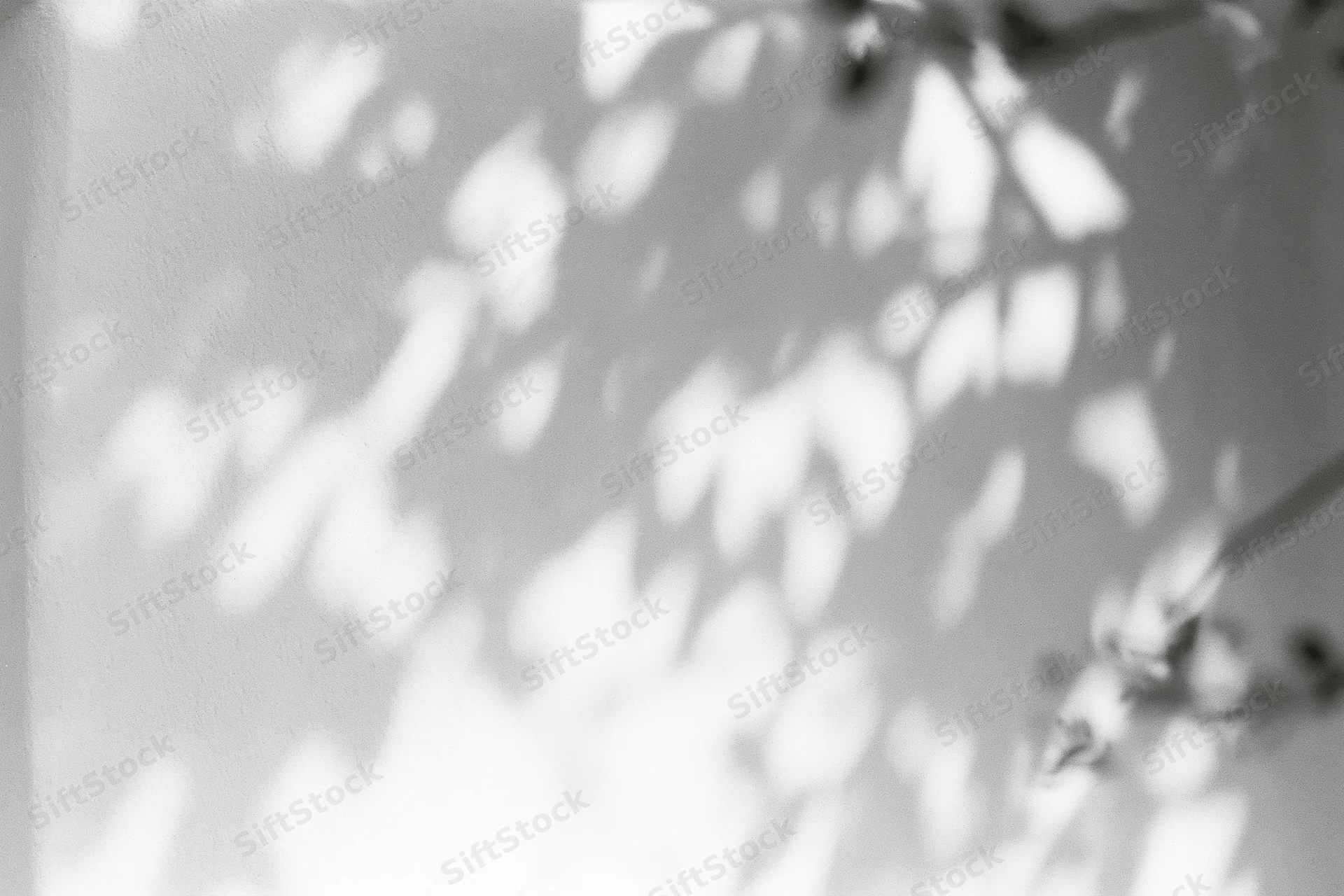Dappled leaf shadows on a white plaster wall from sunlight