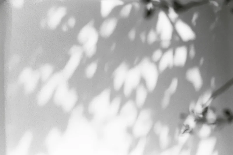 Dappled leaf shadows on a white plaster wall from sunlight