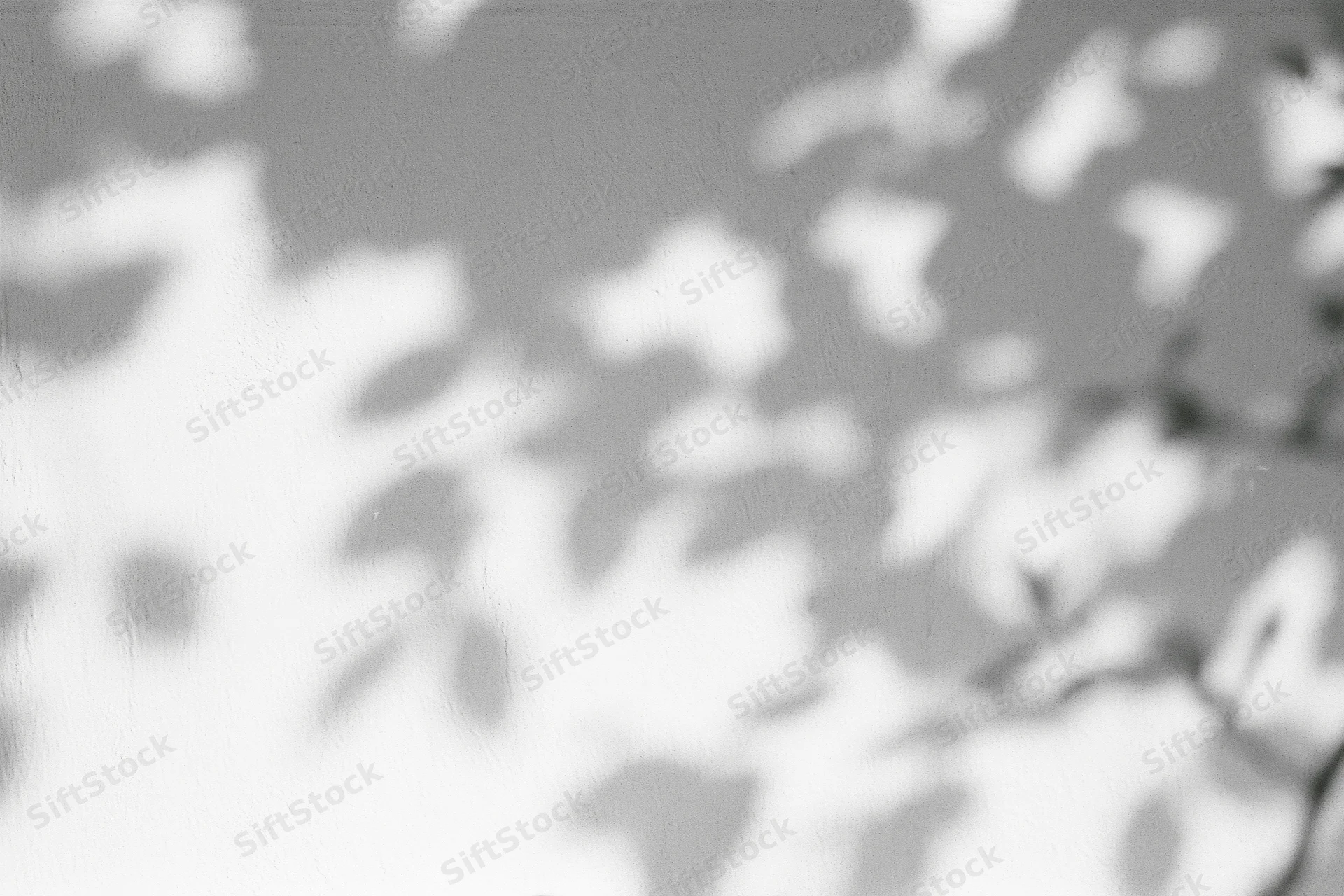 Dappled leaf shadows cast across a plain white plaster wall in natural sunlight