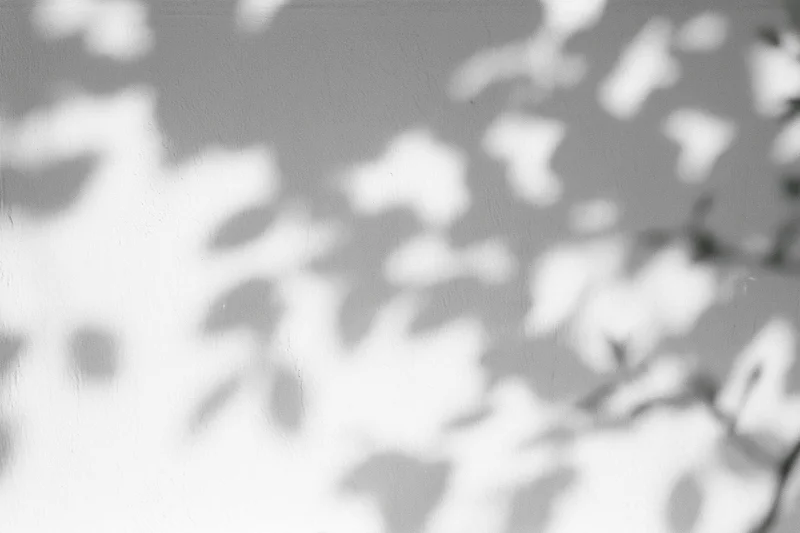 Dappled leaf shadows cast across a plain white plaster wall in natural sunlight