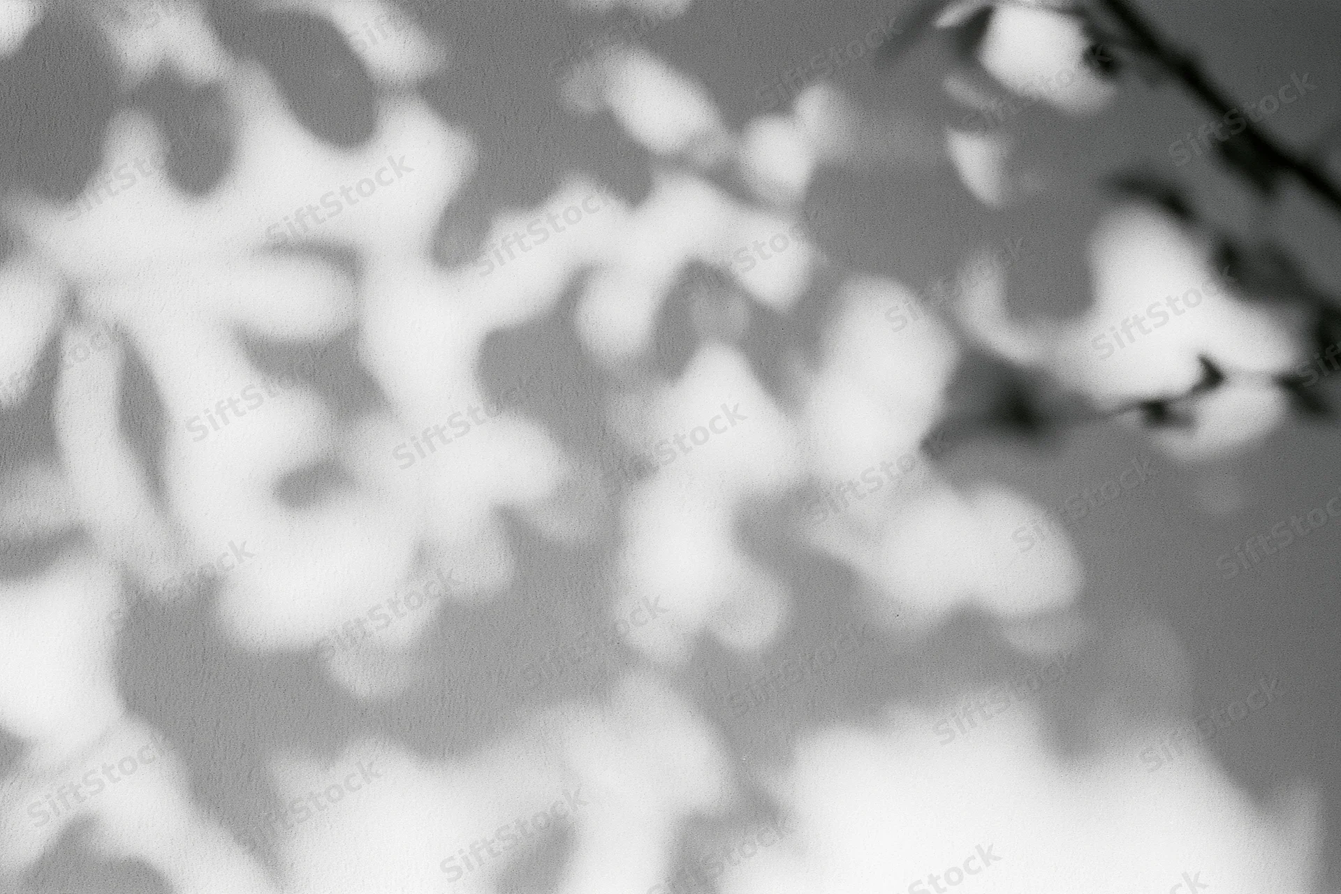Dappled leaf shadows cast across a plain white plaster wall in soft natural light