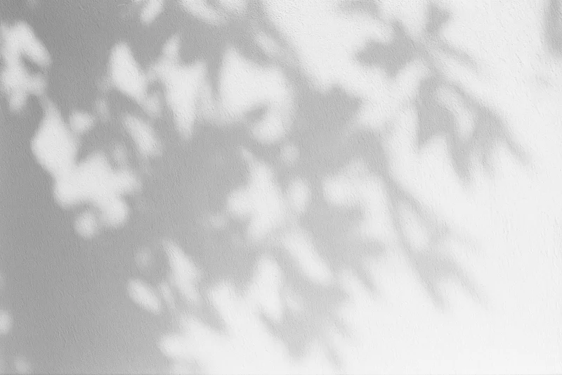 Dappled leaf shadows on a white plaster wall
