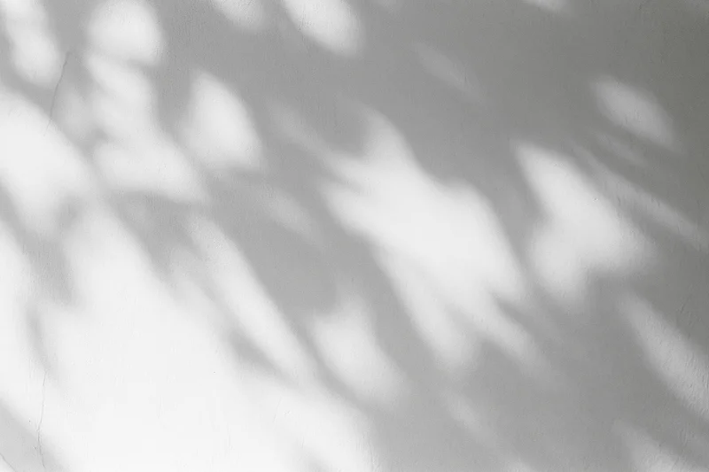 Dappled leaf shadows on a white plaster wall in natural sunlight