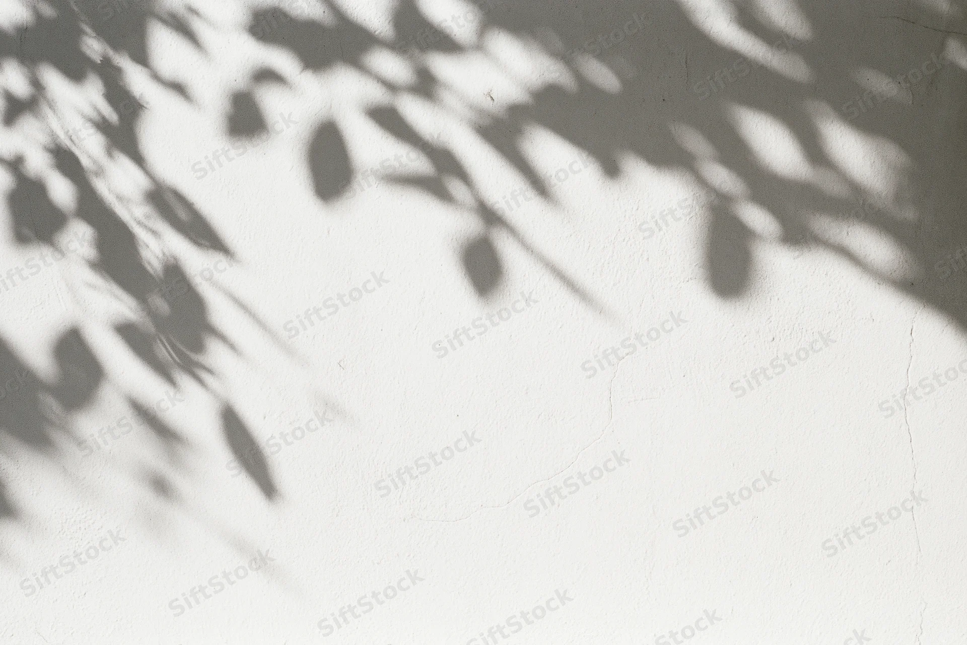 Dappled leaf shadows cast across a plain white plaster wall outdoors