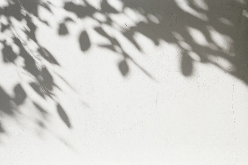 Dappled leaf shadows cast across a plain white plaster wall outdoors