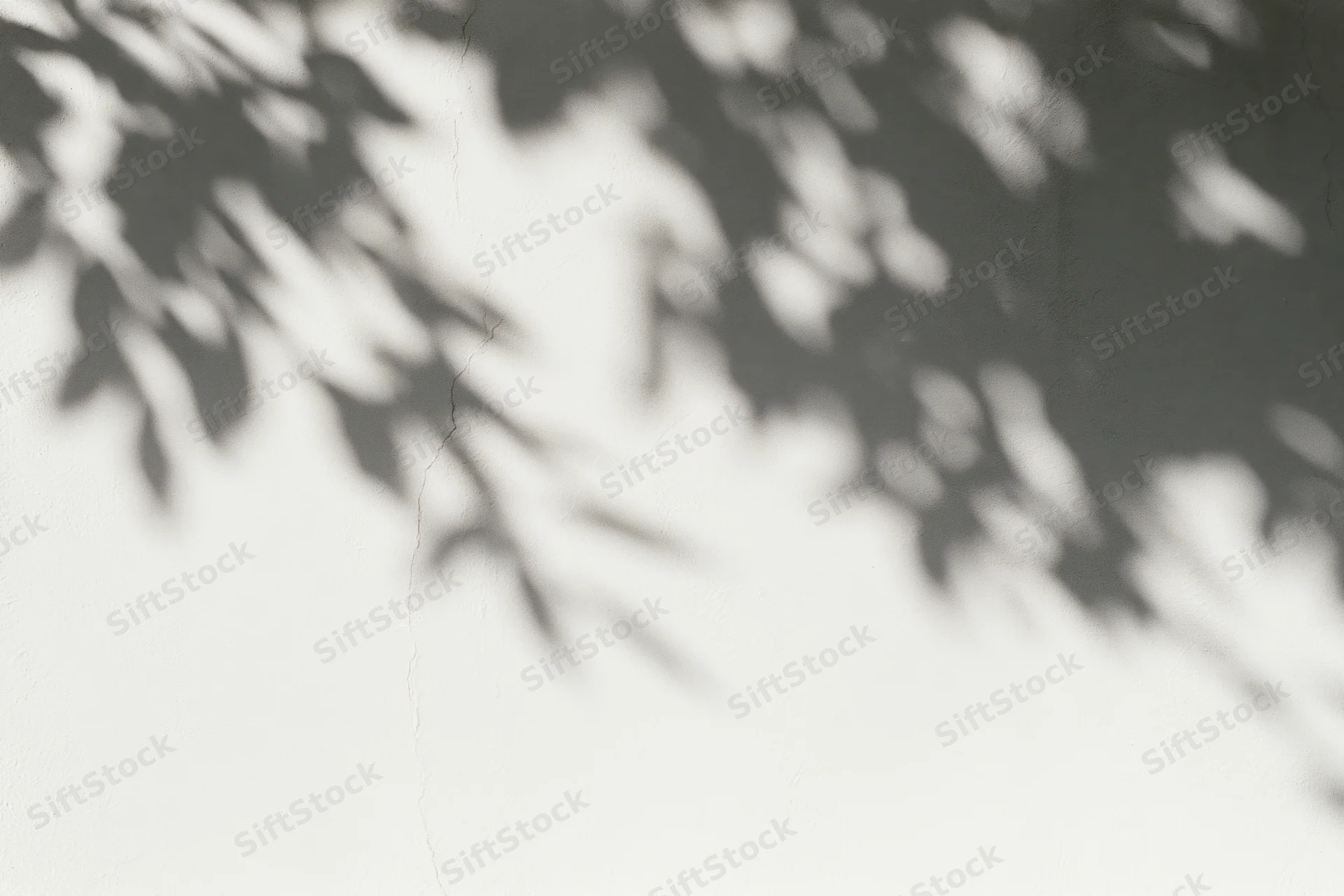 Dappled leaf shadows cast across a plain white plaster wall in natural sunlight