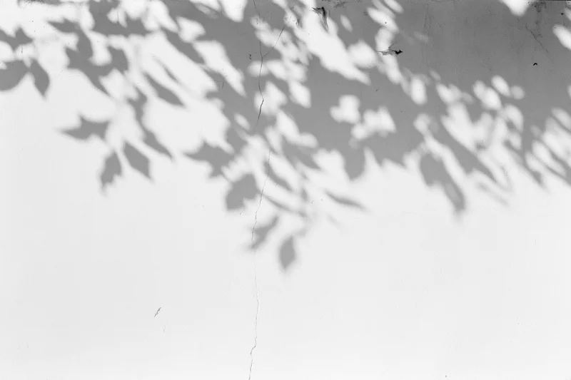 Dappled leaf shadows cast across a plain white plaster wall with cracks
