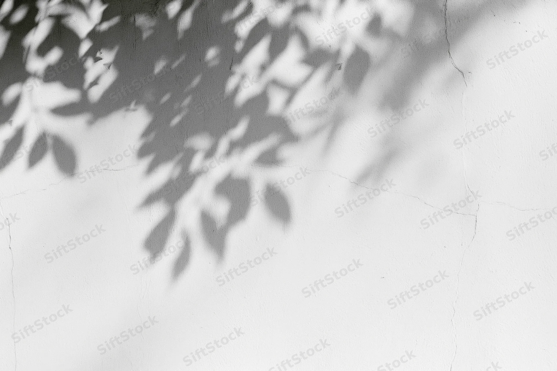 Dappled leaf shadows on a white plaster wall with cracks and natural light