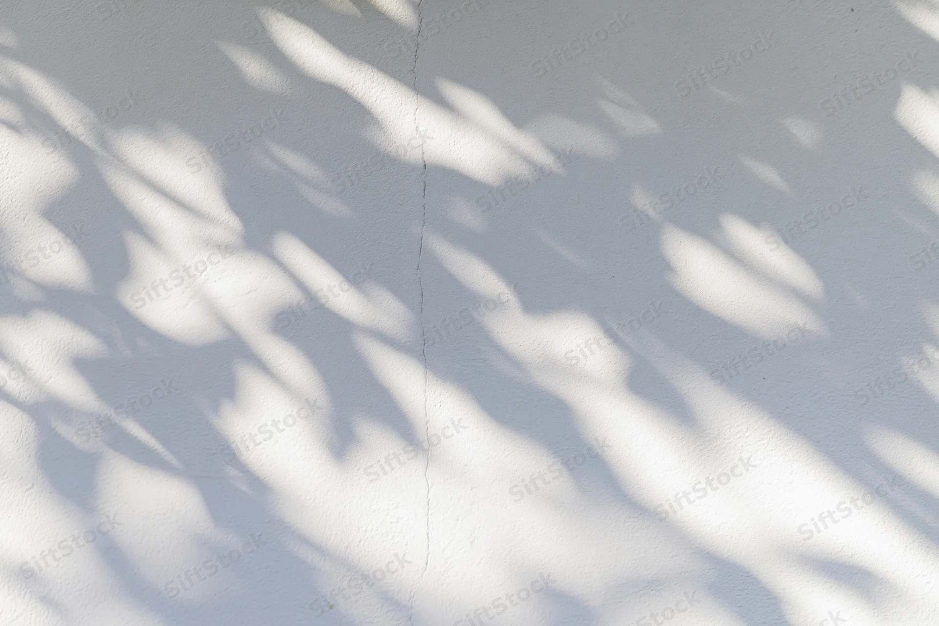 Dappled leaf shadows cast across a plain white plaster wall in natural sunlight