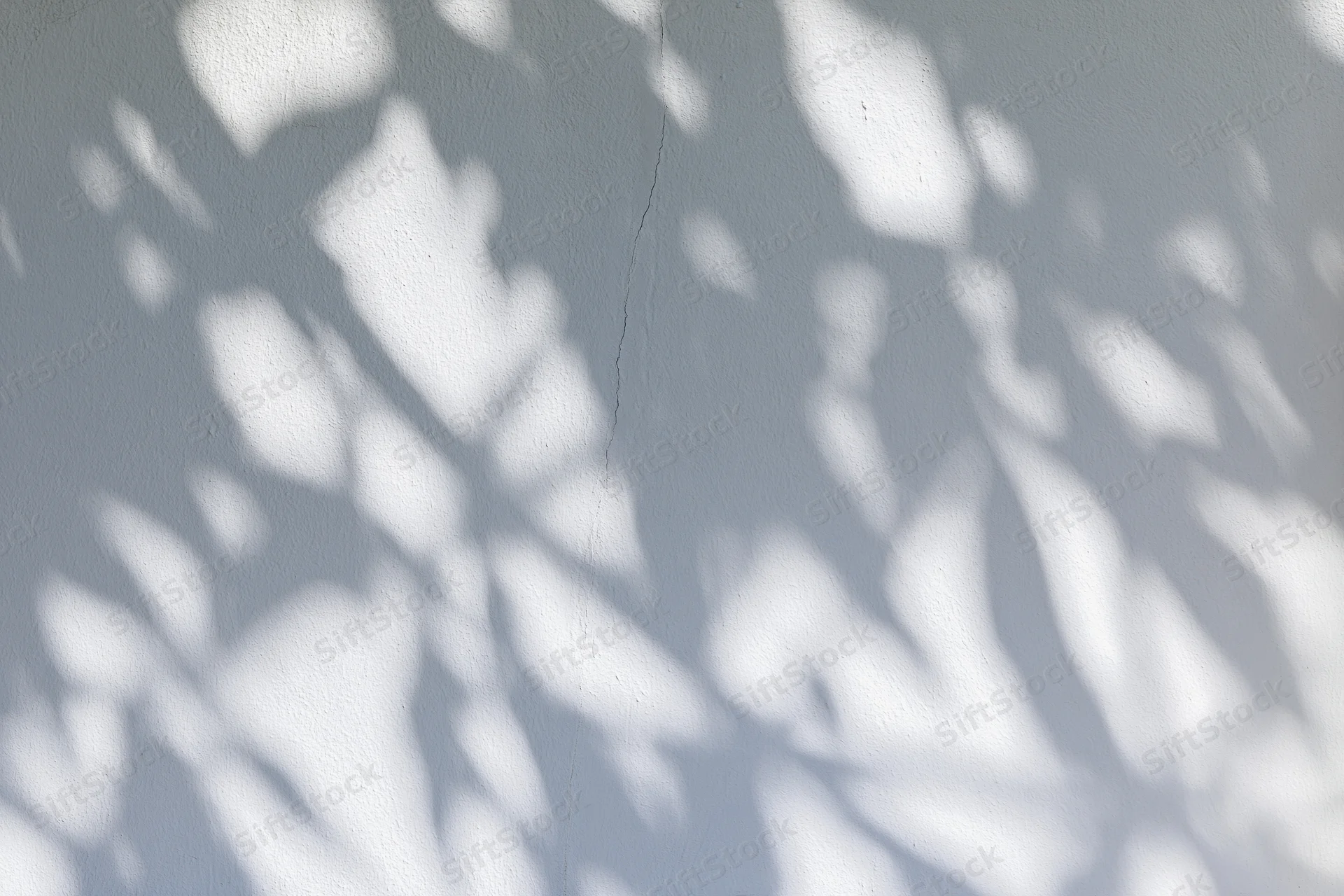 Dappled leaf shadows cast across a plain white plaster wall in natural sunlight
