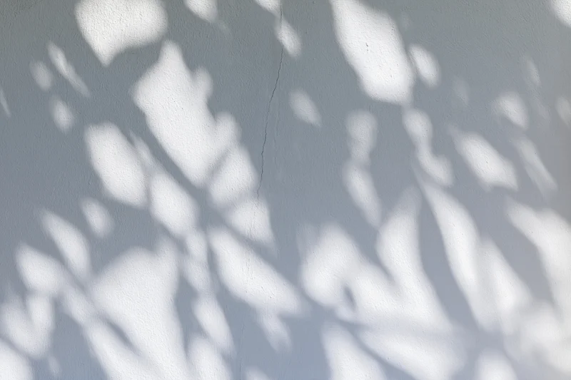 Dappled leaf shadows cast across a plain white plaster wall in natural sunlight