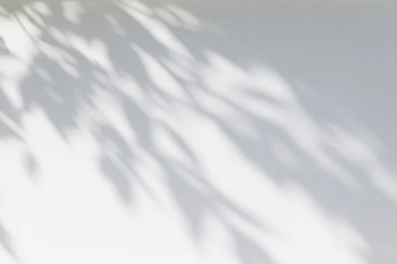 Dappled leaf shadows cast across a plain white wall in soft natural light