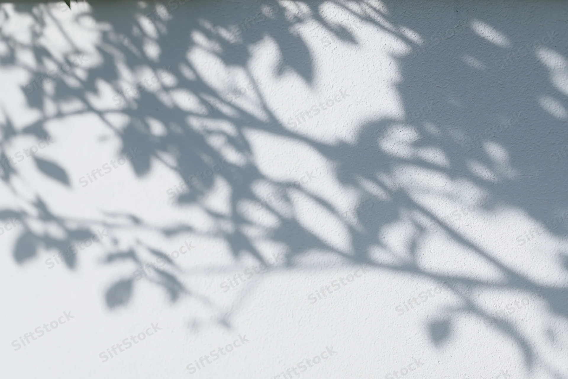 Dappled shadows of tree branches and leaves cast across a white textured wall outdoors