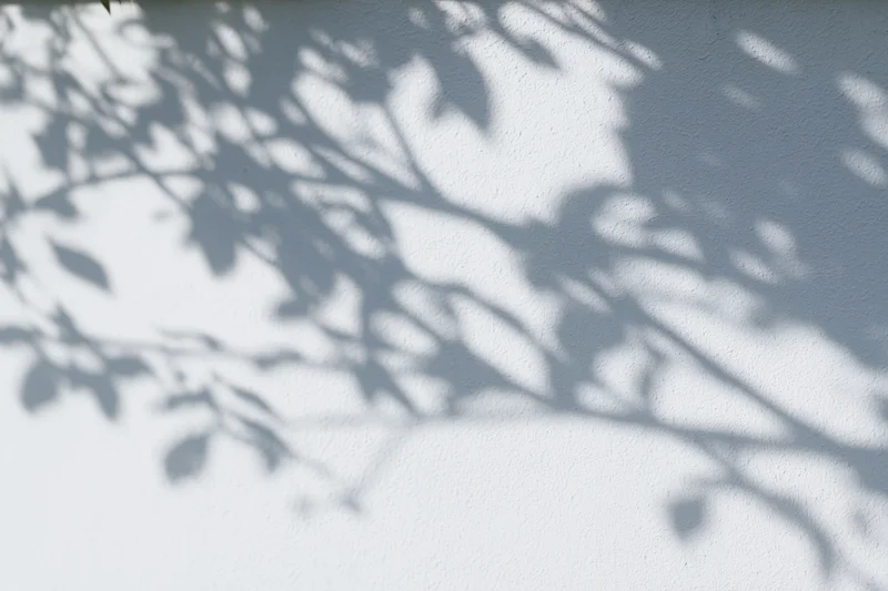 Dappled shadows of tree branches and leaves cast across a white textured wall outdoors