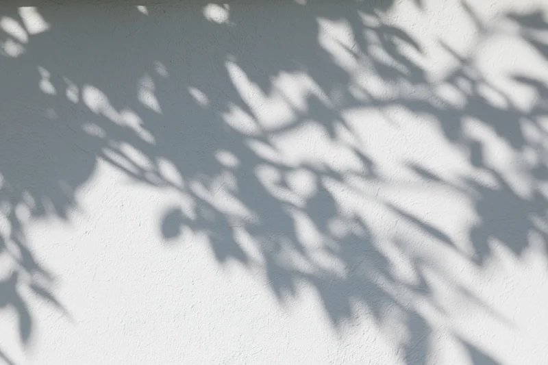 Dappled shadows of tree branches and leaves cast across a white textured wall outdoors