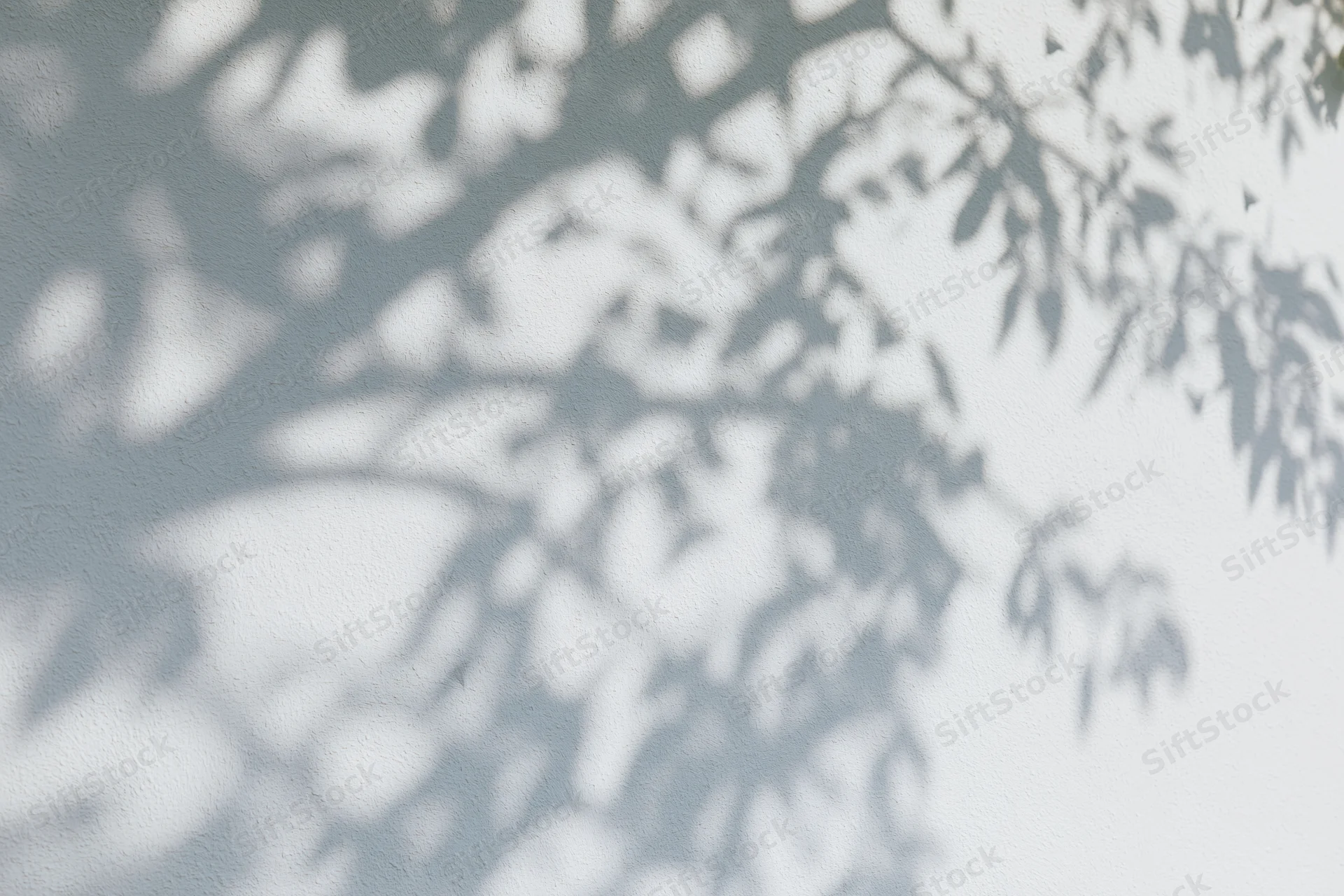 Dappled shadows of tree branches and leaves cast across a white wall