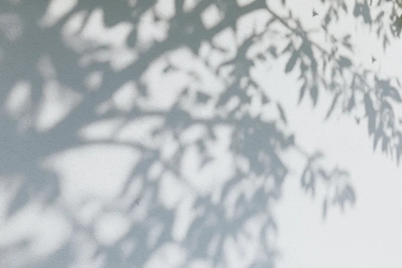 Dappled shadows of tree branches and leaves cast across a white wall
