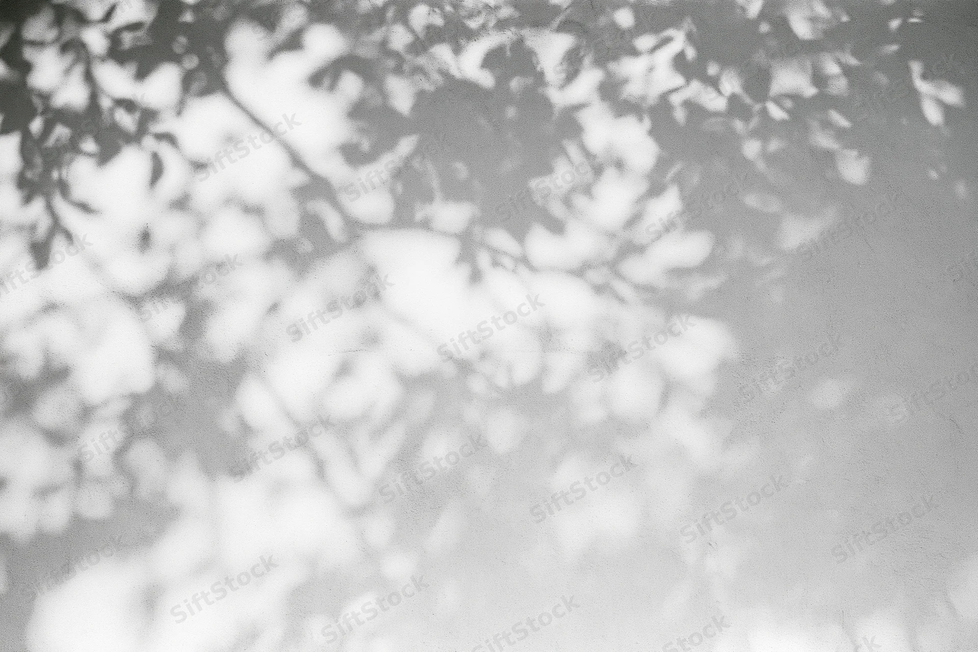 Dappled shadows of tree branches and leaves cast across a plain white surface