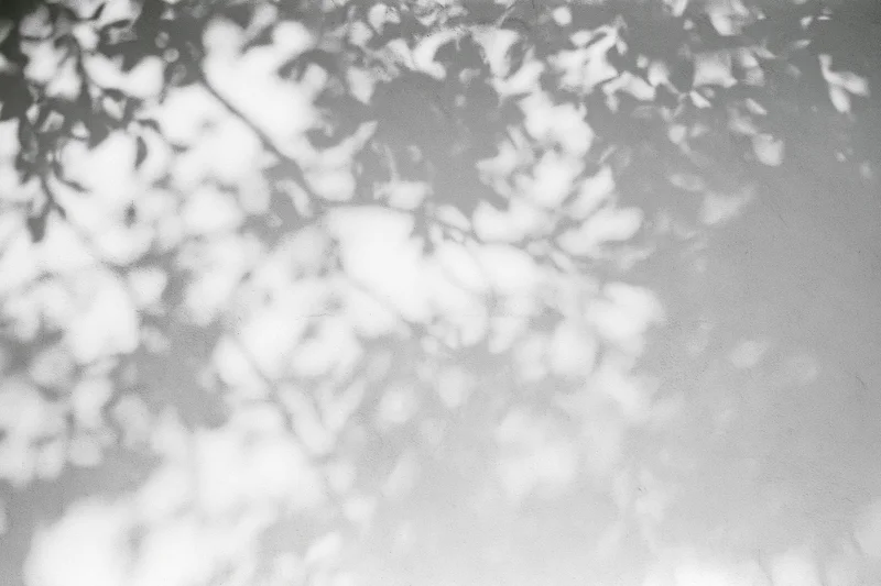 Dappled shadows of tree branches and leaves cast across a plain white surface