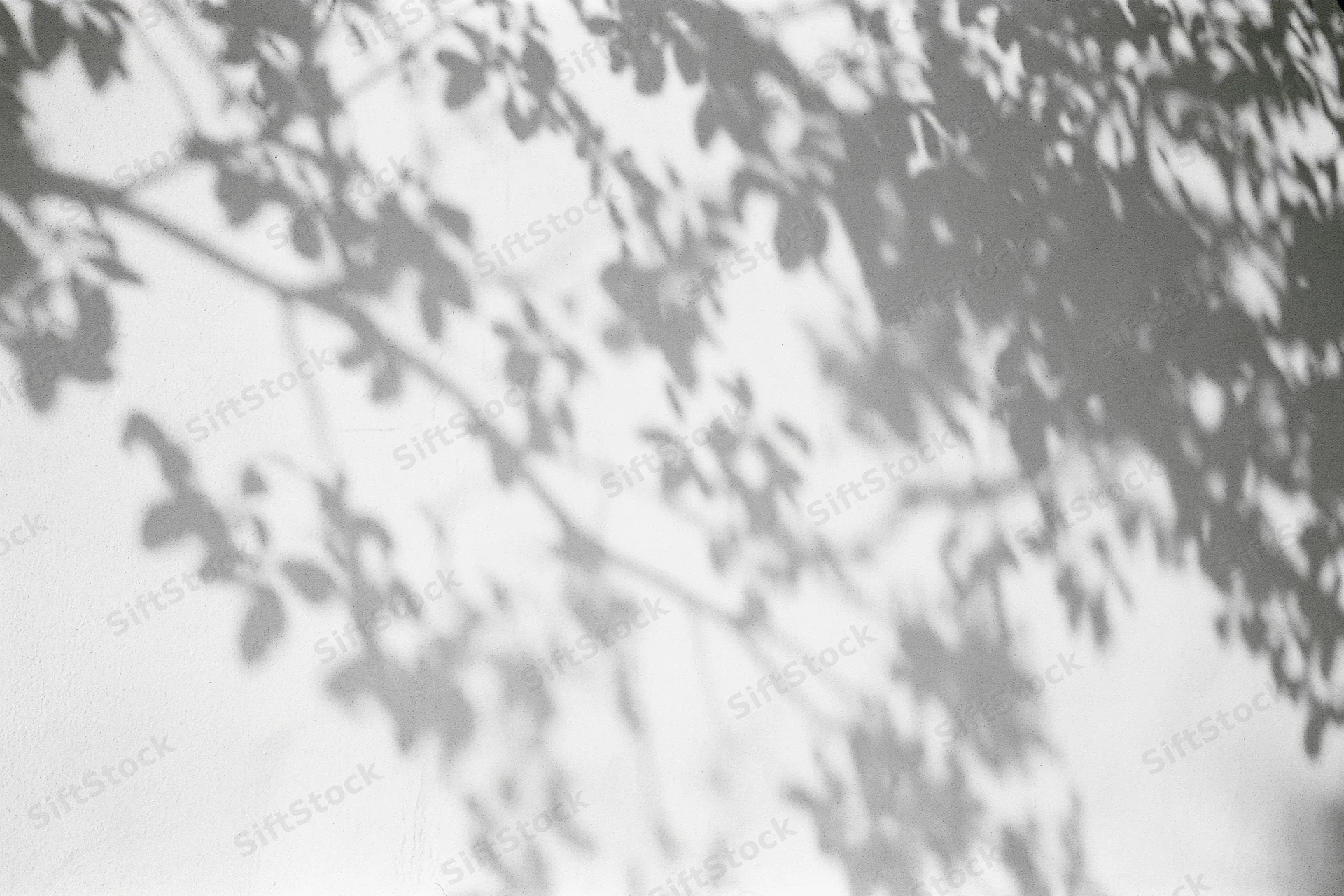 Dappled shadows of tree branches and leaves cast on a white wall