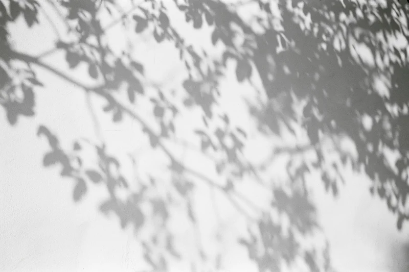 Dappled shadows of tree branches and leaves cast on a white wall