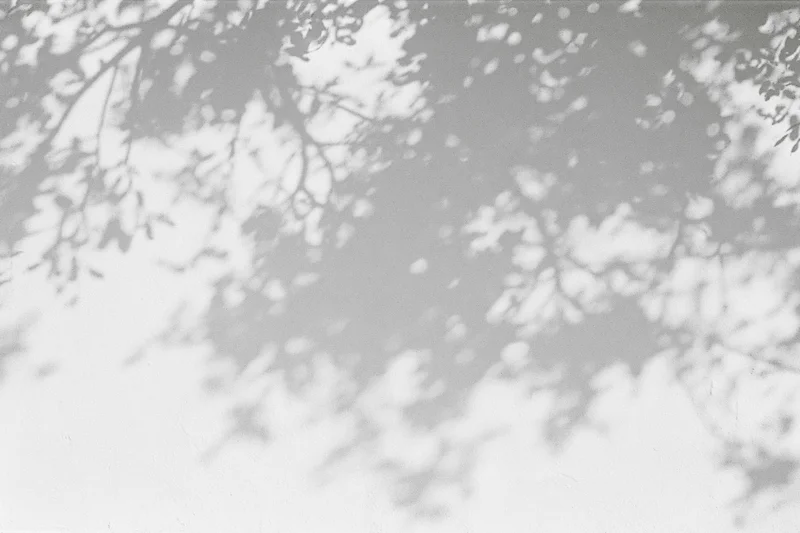 Dappled shadows of tree branches and leaves cast across a white wall