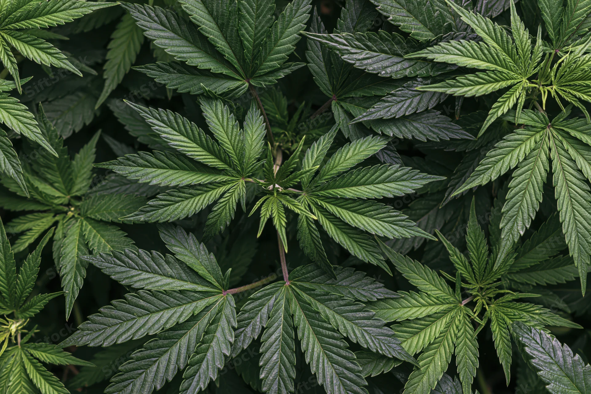 Dense cluster of young cannabis plants viewed from above in a garden setting