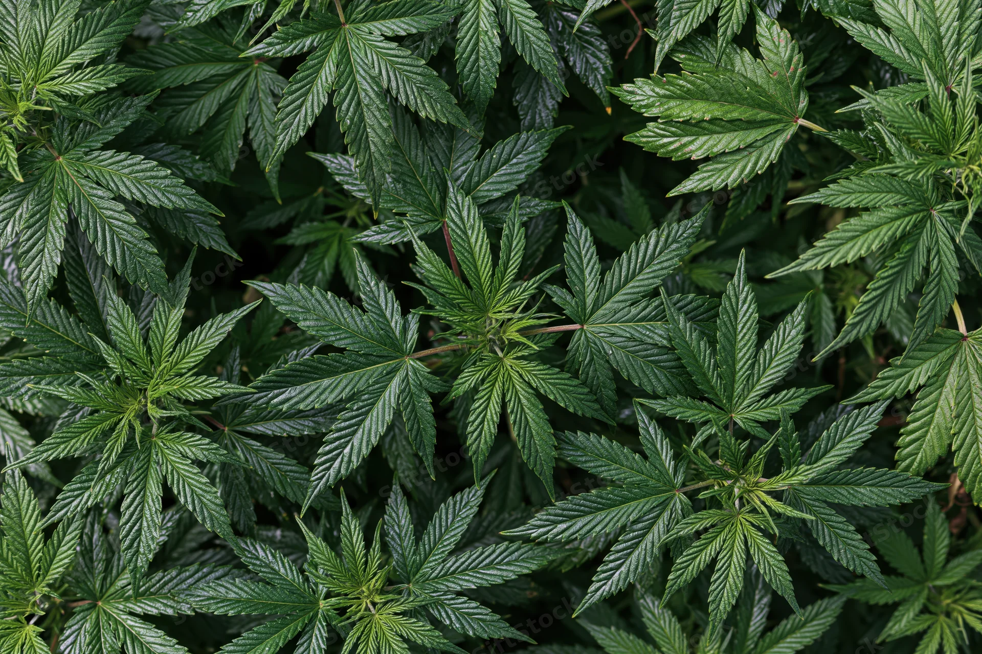 Dense cluster of young cannabis plants viewed from above in a garden setting