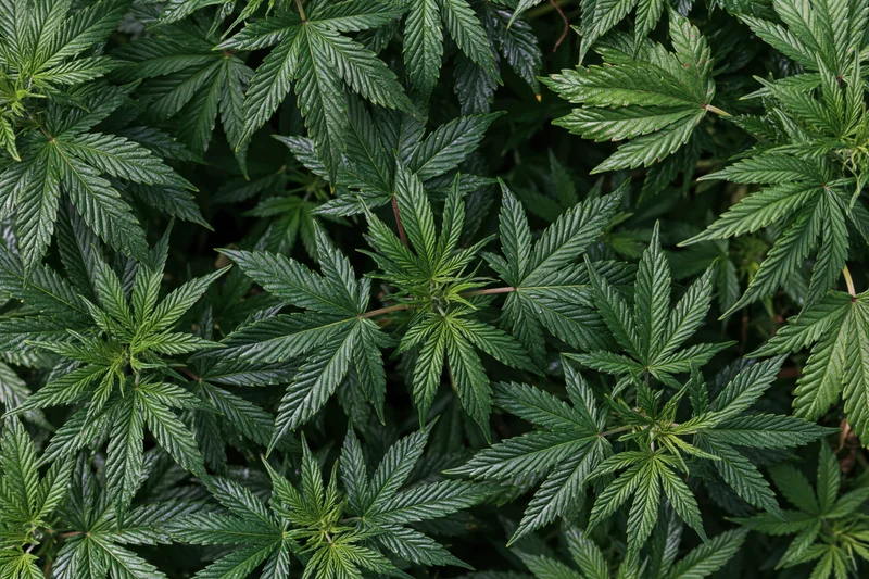 Dense cluster of young cannabis plants viewed from above in a garden setting
