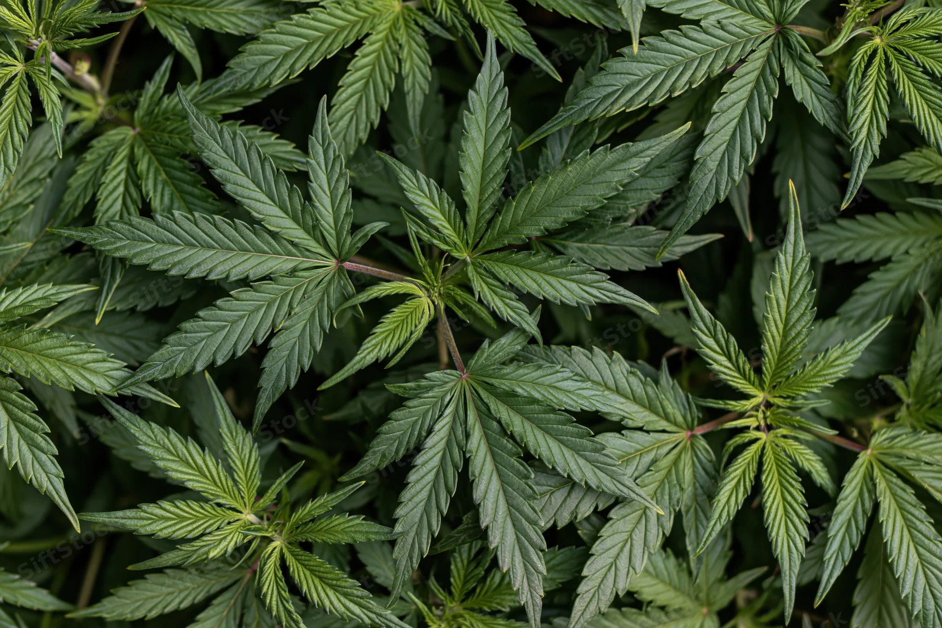 Dense cluster of young cannabis plants with vibrant green leaves filling the frame