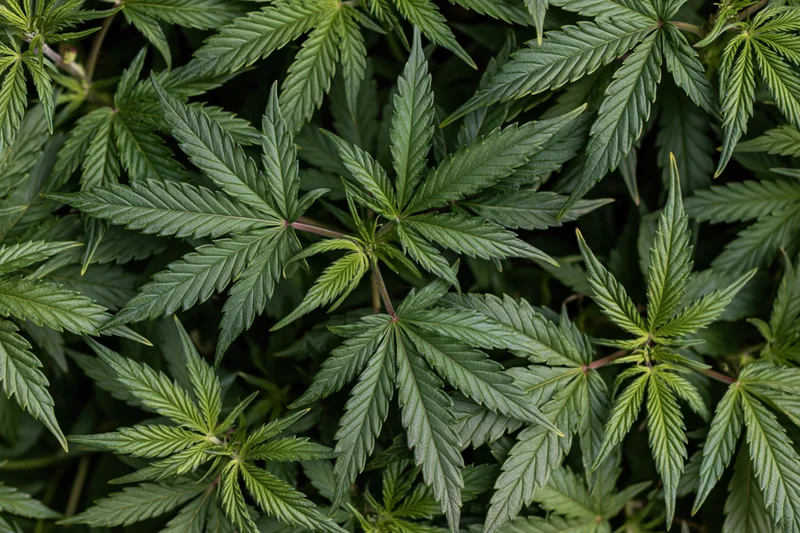 Dense cluster of young cannabis plants with vibrant green leaves filling the frame