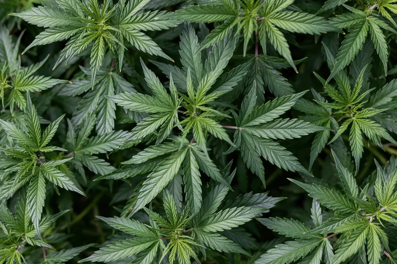 Dense cluster of young cannabis plants with green leaves filling the frame