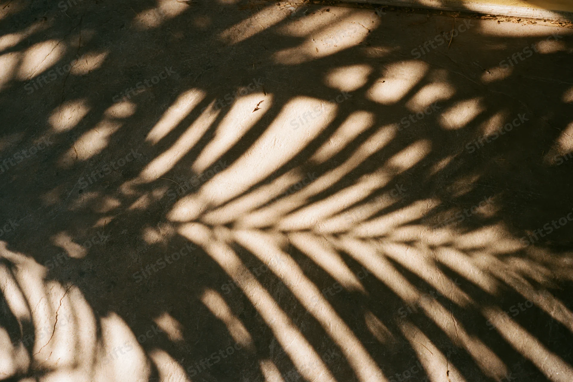 Diagonal shadows of palm fronds cast across a textured concrete wall in natural sunlight