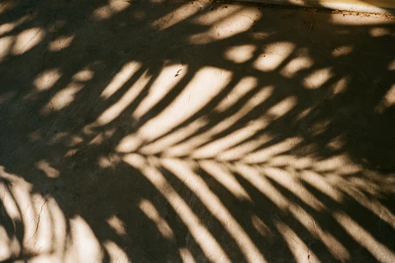 Diagonal shadows of palm fronds cast across a textured concrete wall in natural sunlight