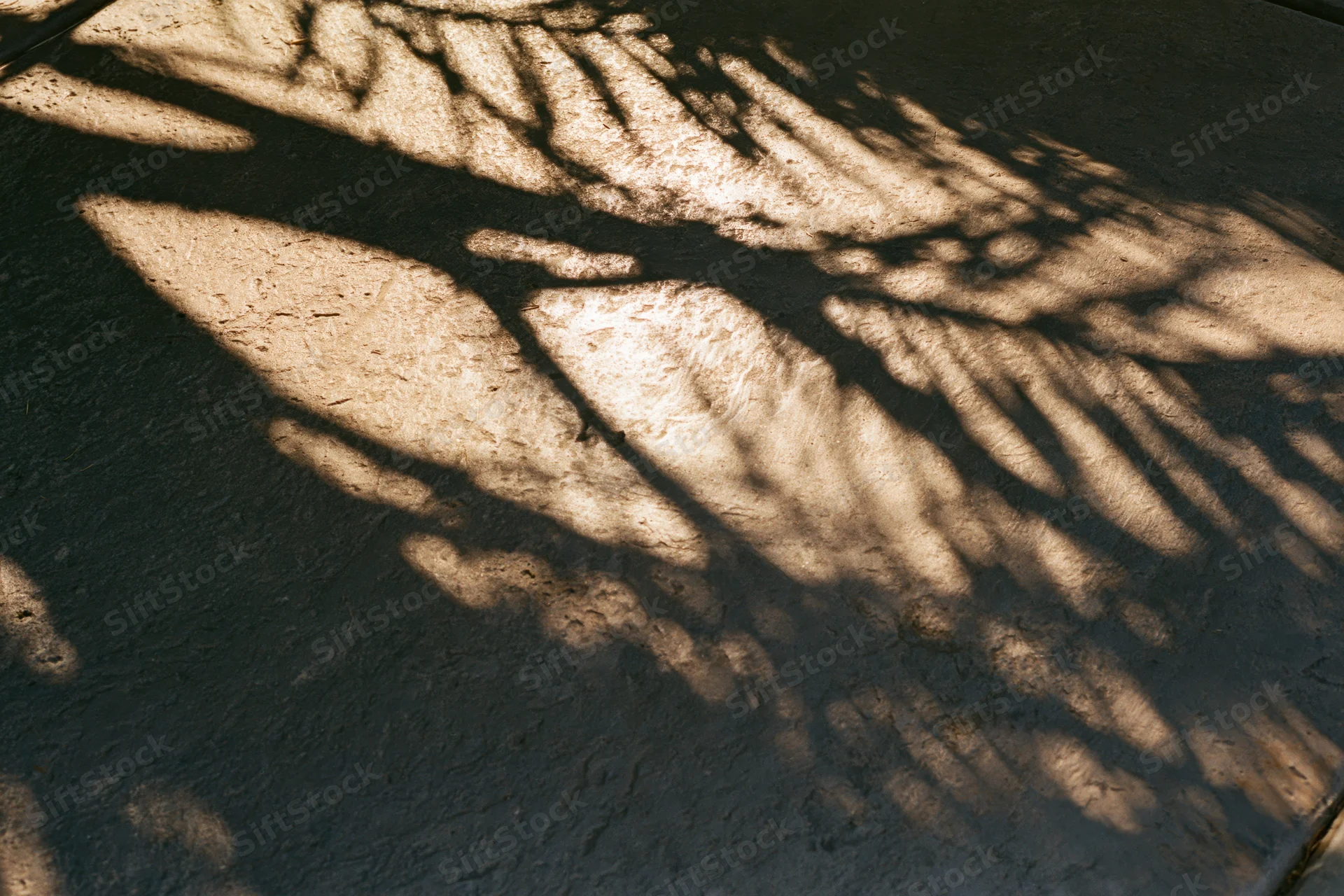 Diagonal shadows of palm fronds and tree branches cast across a textured concrete surface in warm sunlight