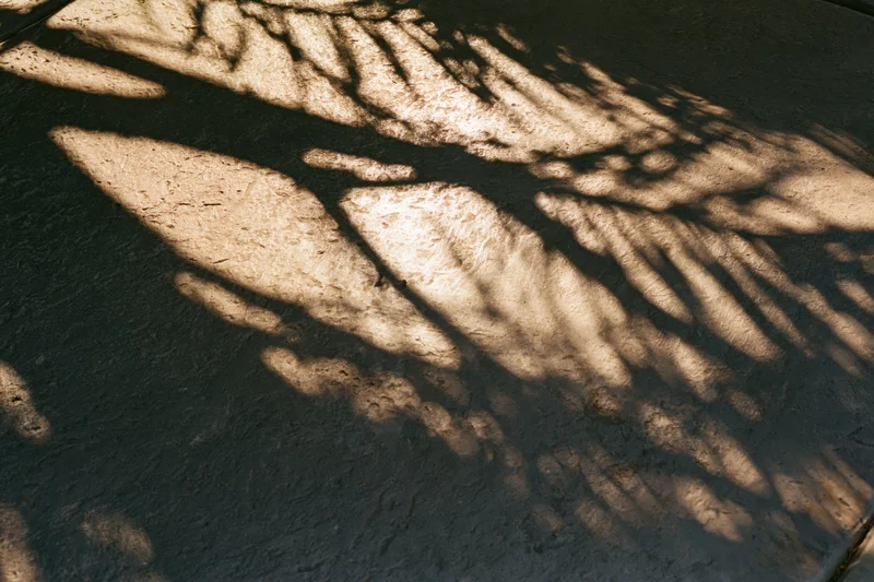 Diagonal shadows of palm fronds and tree branches cast across a textured concrete surface in warm sunlight