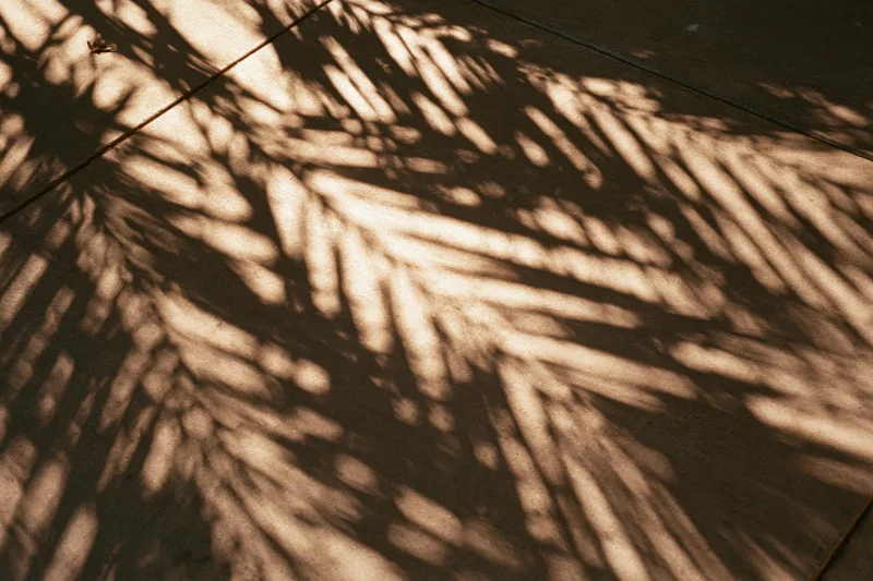 Diagonal shadows of palm fronds cast across a concrete pavement in sunlight
