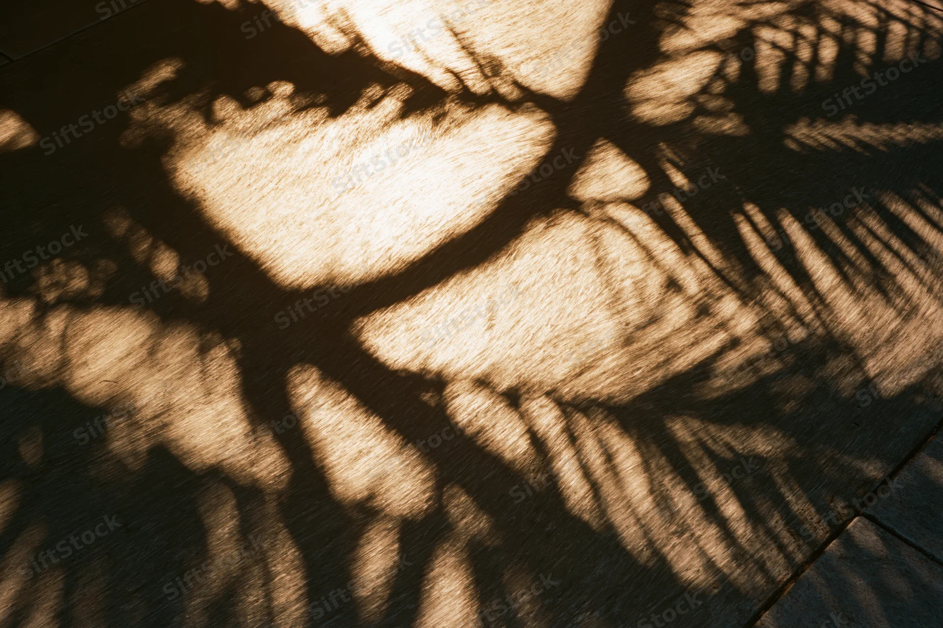 Diagonal shadows of tree branches and palm fronds cast across pavement in sunlight