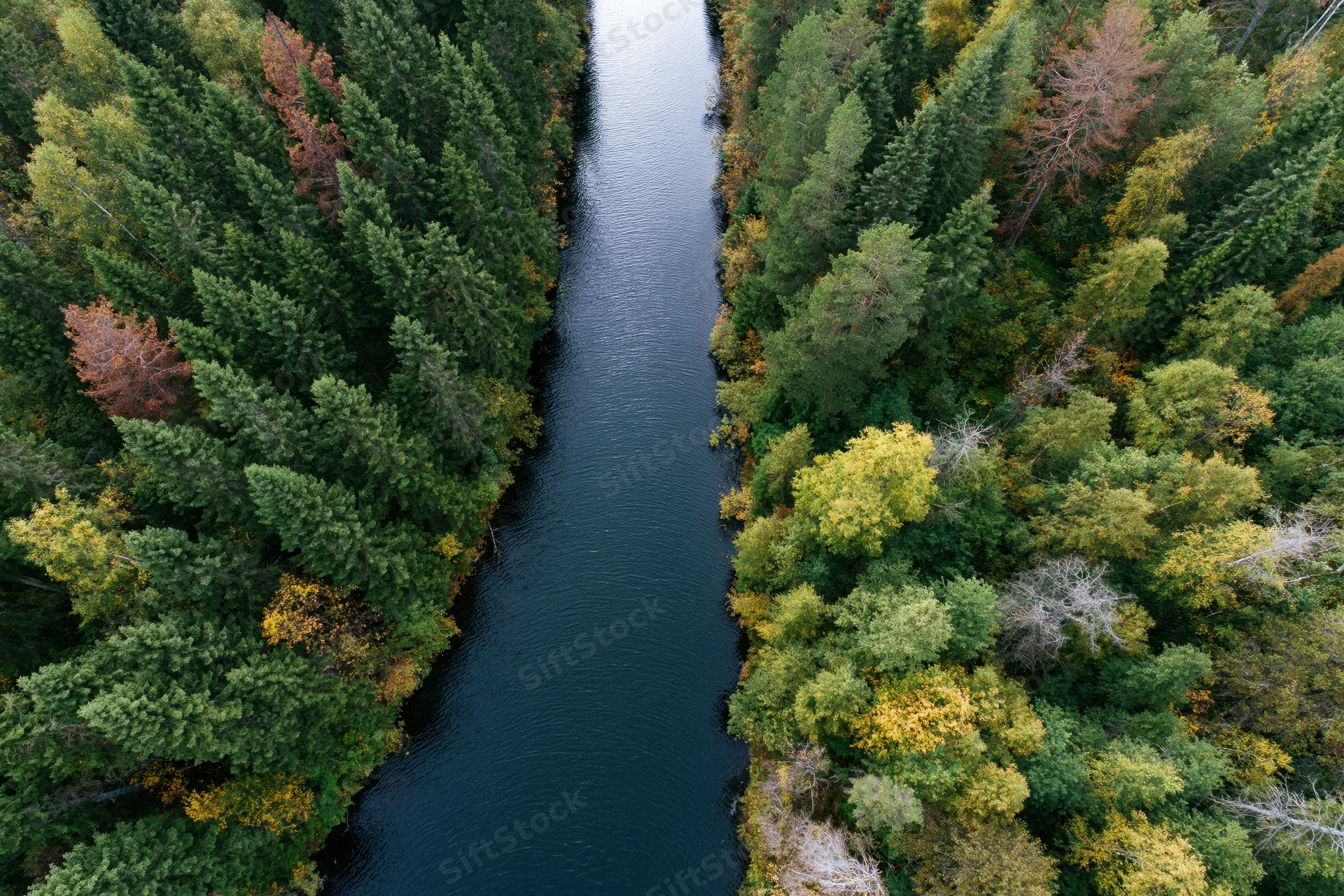 Overhead aerial view of a narrow river flowing through a dense forest with autumn foliage